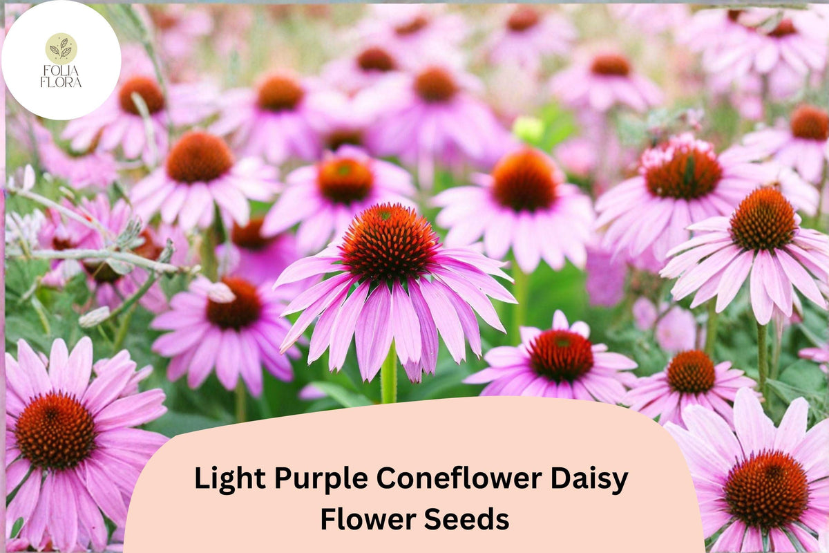 Light Purple Coneflower Seeds - 200+ Echinacea purpurea - Hardy Perennial for Pollinator Gardens - Summer Blooms