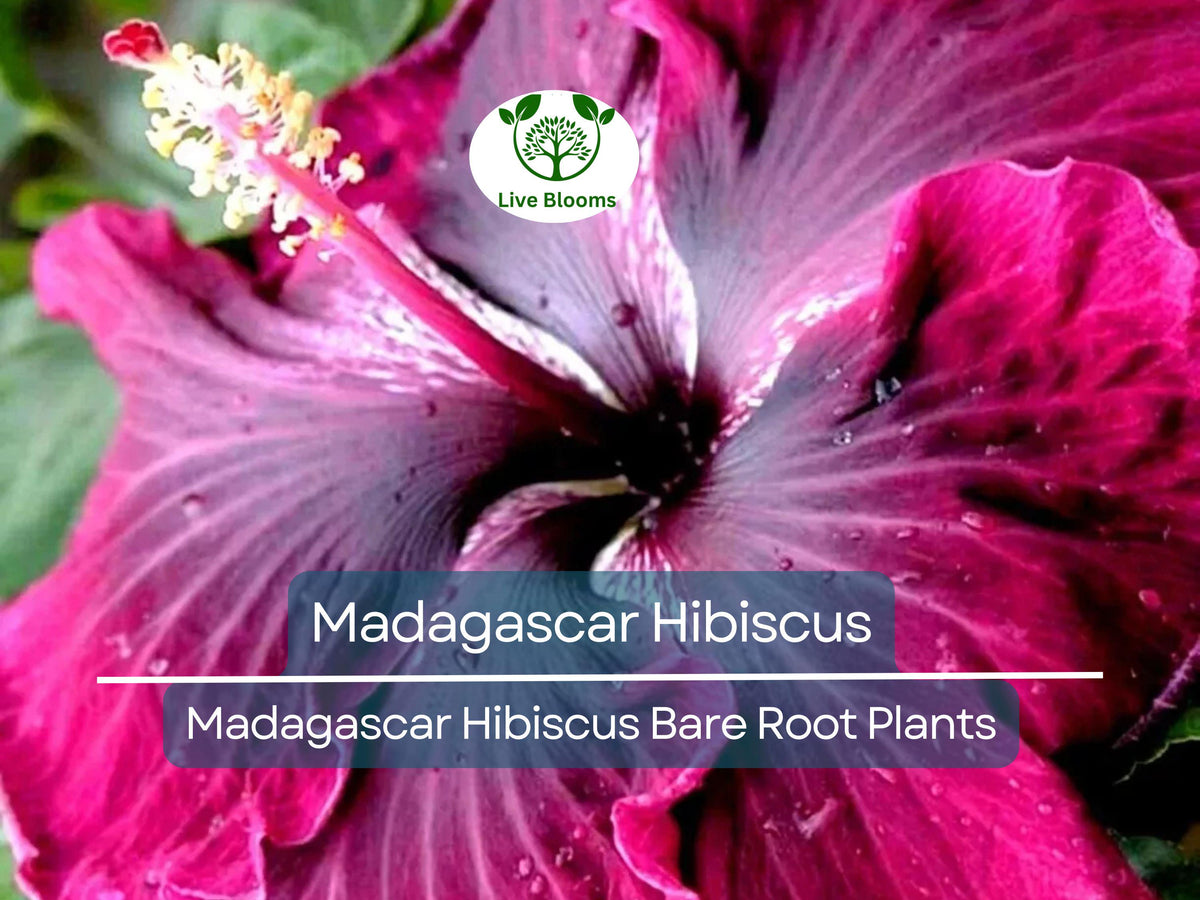Madagascar Hibiscus Starter Plant 3-5" Live Bare Root Hibiscus moscheutos Hardy Perennial Pink Red White Blooms