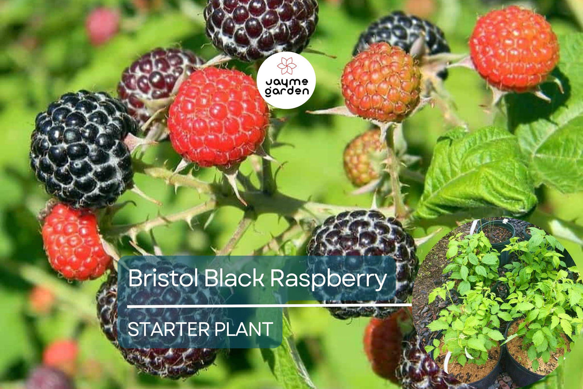 Live Raspberry Bush Starter Plant - High-Yield, Self-Fertile, Sweet Raspberries - Rubus idaeus - Easy to Grow for Home Gardens