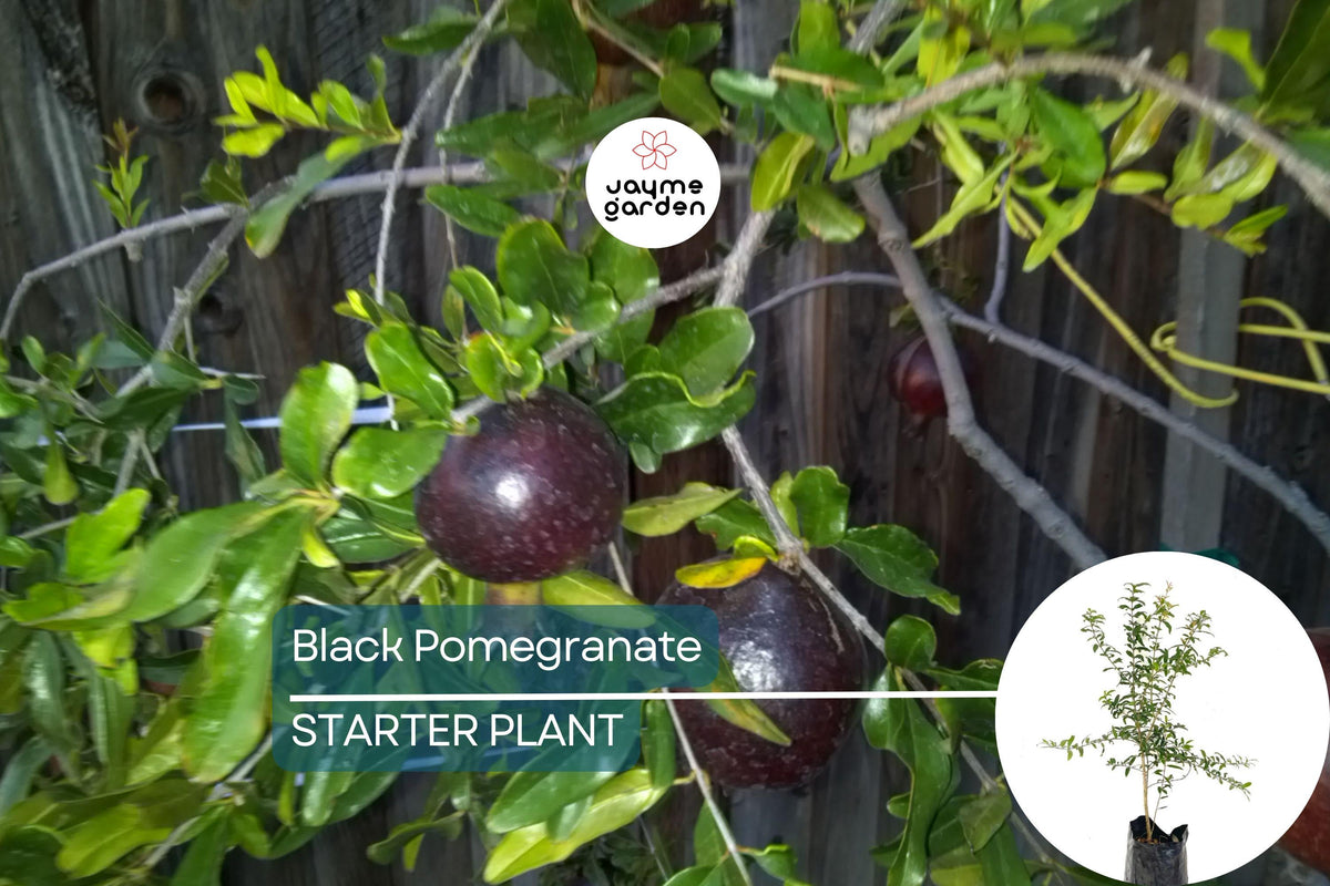 Black Pomegranate Tree Live 1-2 ft Antioxidant Fruit Tree Punica granatum | Easy Care for Tropical Gardens | Edible Fruits
