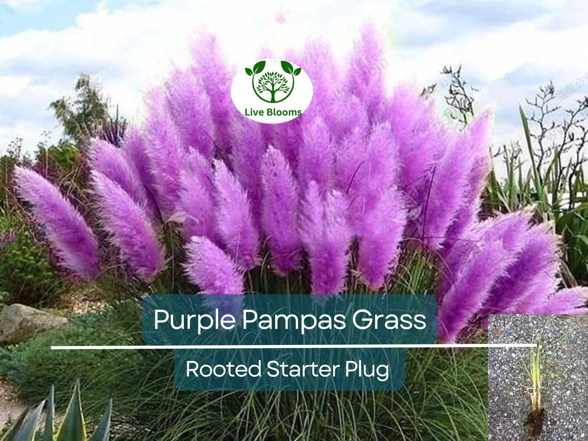3 Plugs Purple Pampas Grass - Ornamental Grass for Landscaping, Garden Decor - Cortaderia selloana