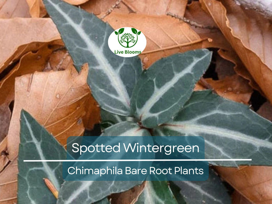 10 Bare Root Spotted Wintergreen Plants - Chimaphila maculata - Native Evergreen Groundcover for Shade & Woodland Gardens