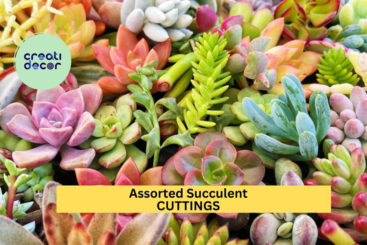 Assorted Succulent Cuttings Set of 15 | Unrooted Mixed Varieties | Echeveria, Sedum, Crassula | Colorful DIY Garden Starter