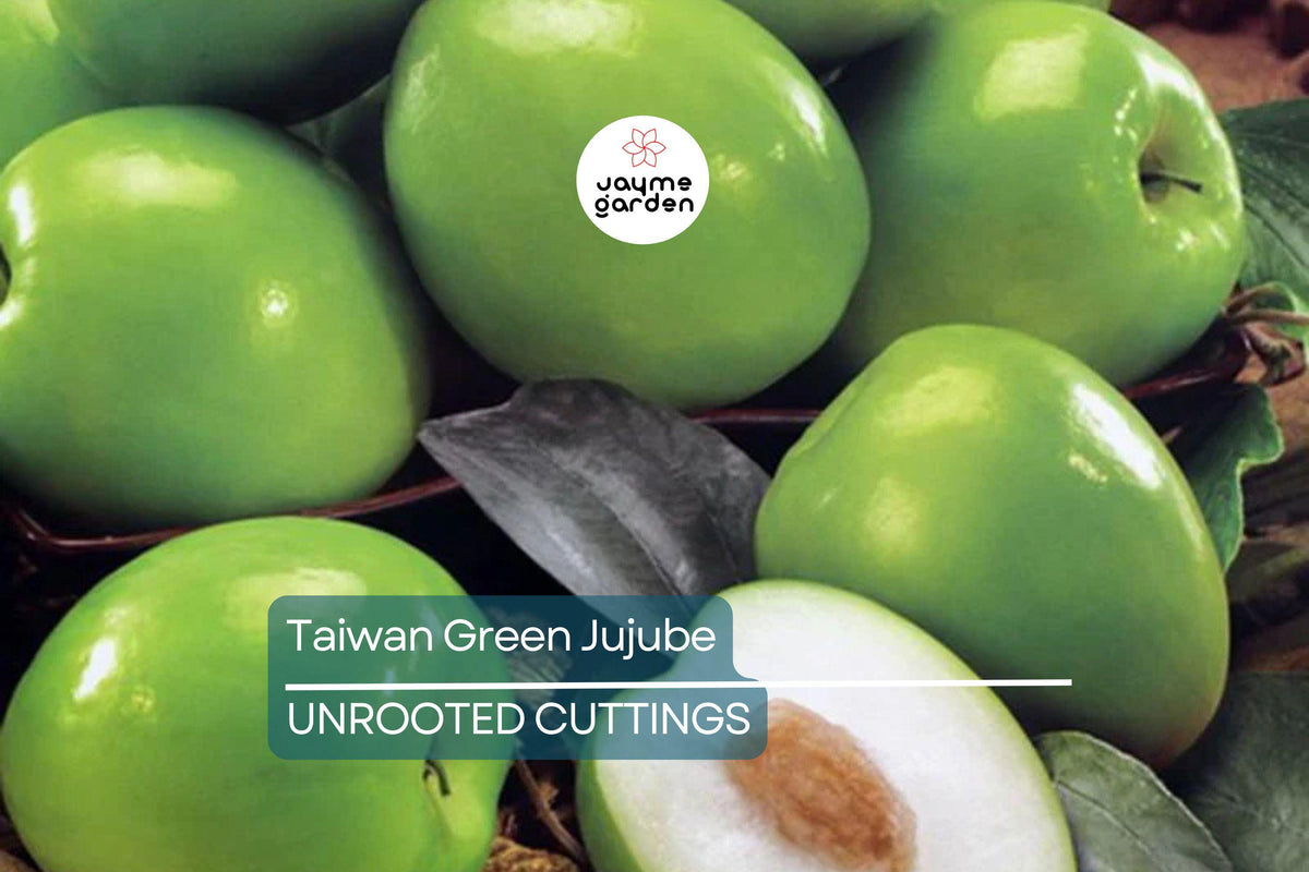 Taiwan Green Jujube Cuttings - 4 Unroot 10" Long Grafting Cuttings, Sweet Fruit 19 Brix, Ziziphus jujuba, Apple-Shaped