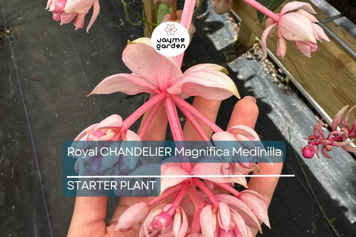 Royal Chandelier Medinilla Starter Plant - Rare Pink Orchid (Medinilla magnifica) - Well Rooted, Indoor/Outdoor Cacti & Succulent