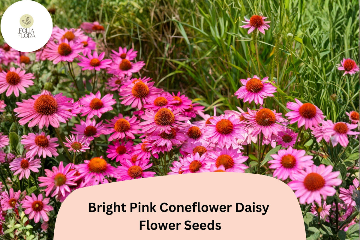 Bright Pink Coneflower Seeds | 200+ Echinacea purpurea | Hardy Perennial for Pollinator Gardens | Summer Blooming Flowers