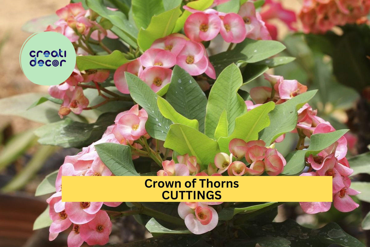 Crown of Thorns Cutting | 1 Unrooted Piece | Colorful Drought Tolerant Succulent | Euphorbia Milii