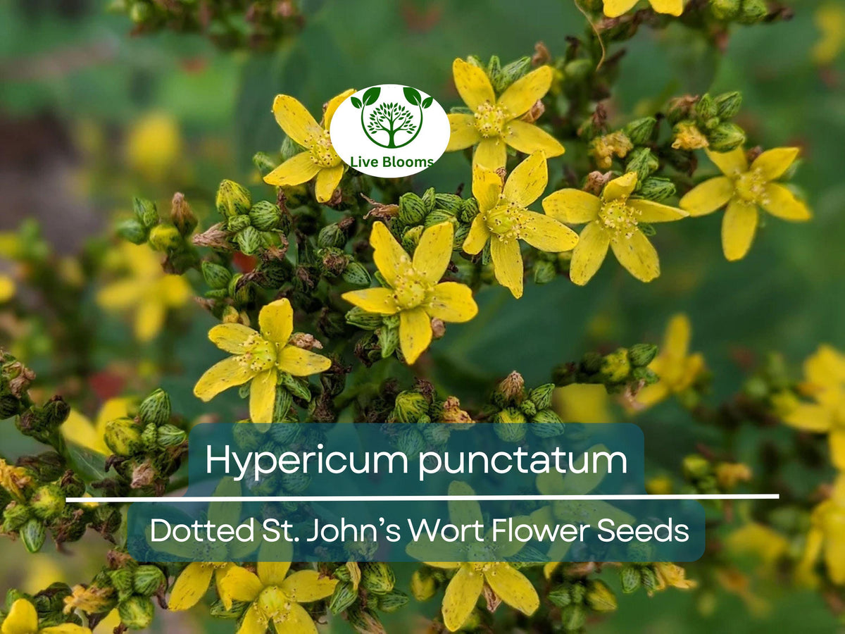 Dotted St. John’s Wort Seeds - 50 mg Hypericum punctatum - Pollinator-Friendly Wildflower for Gardens and Naturalized Areas
