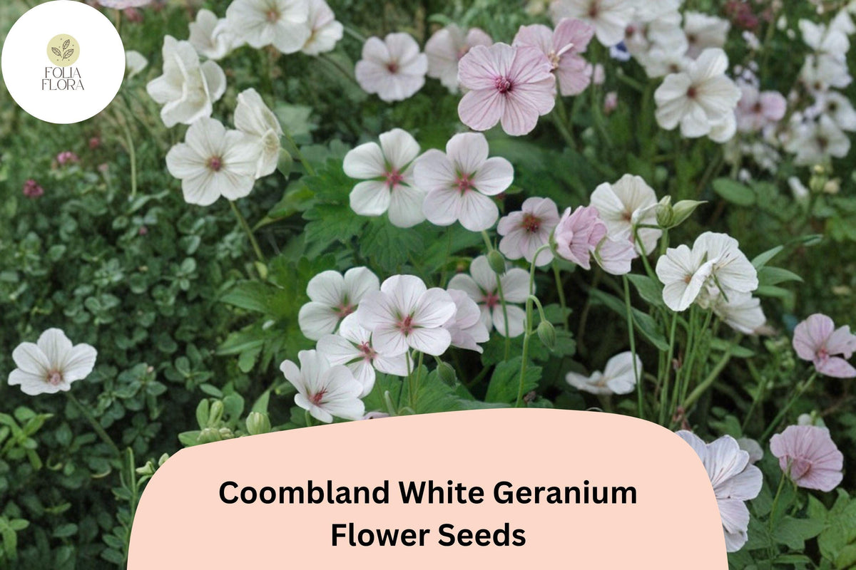 25+ Coombland White Geranium Seeds | Hardy Cranesbill Perennial | Geranium 'Coombland White' | White Blooms & Green Foliage