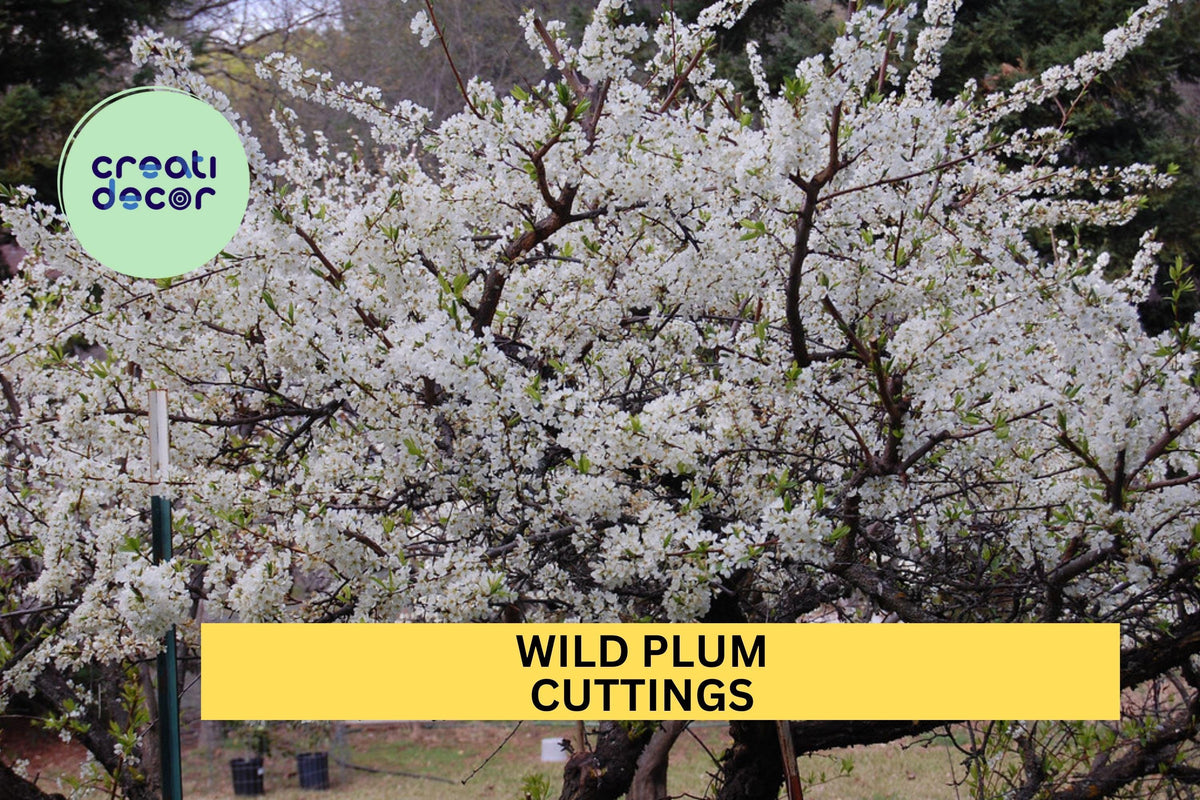 12 Wild Plum Cuttings - Unrooted Hardwood Stems for Garden - Prunus americana - Native Edible Fruit Tree Starter Set
