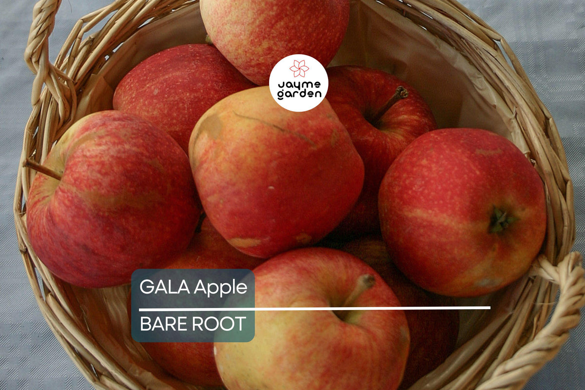 Gala Apple Tree 2-3ft Bare Root, Malus domestica 'Gala', Hardy Zones 5-8, Spring Planting, Sweet Crisp Apples, Garden Orchard Tree