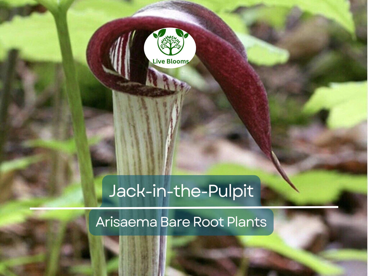 Jack-in-the-Pulpit Bulbs 10 Bare Root Arisaema triphyllum Native Wildflower Shade Garden Perennial Indian Turnip