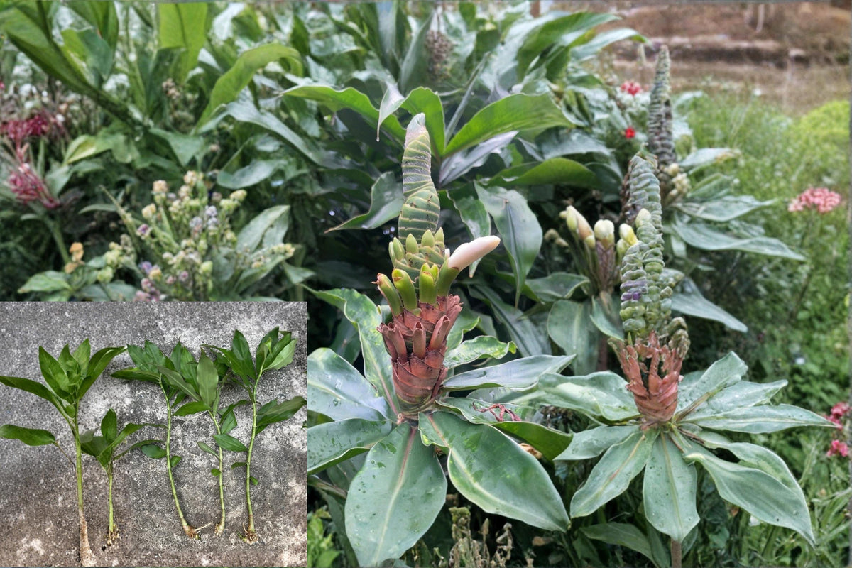 Yellow Spiral Ginger Cuttings 6 Inch Rooted Dimerocostus strobilaceus Tropical Plant - Vibrant Yellow Flowers