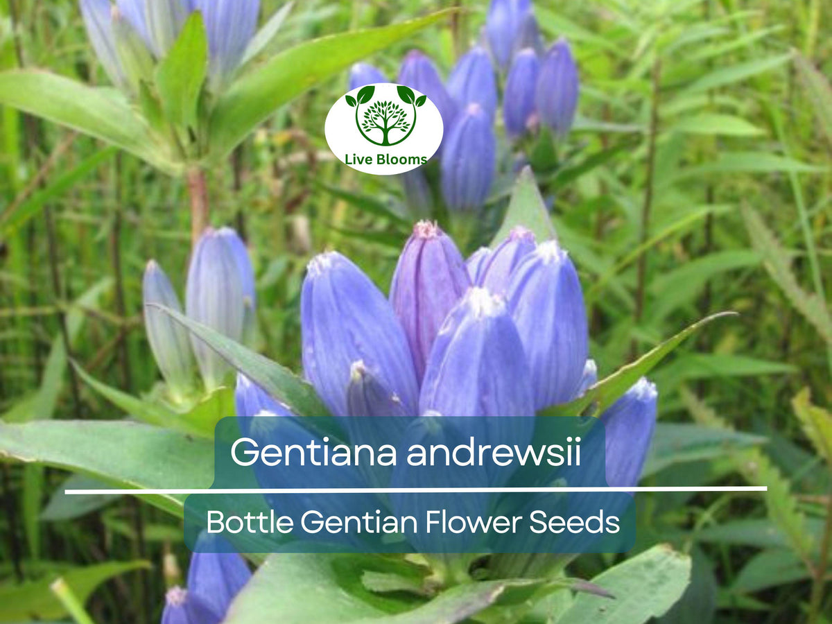 Gentiana andrewsii Seeds | 100 mg Bottle Gentian | Rare Native Wildflower for Shade Gardens & Pollinator Habitats