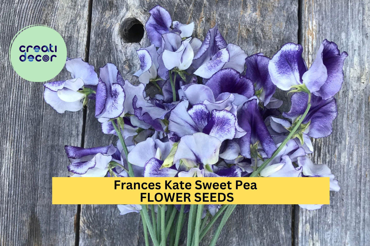 Frances Kate Sweet Pea Seeds - 50+ Deep Purple Fragrant Blooms - Lathyrus odoratus - Ideal for Climbing Vines & Cut Arrangements