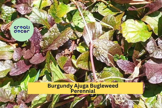 10 Burgundy Ajuga Bugleweed Plants - Live Bare Root Perennials, Ajuga reptans, Hardy Ground Cover with Purple Blooms