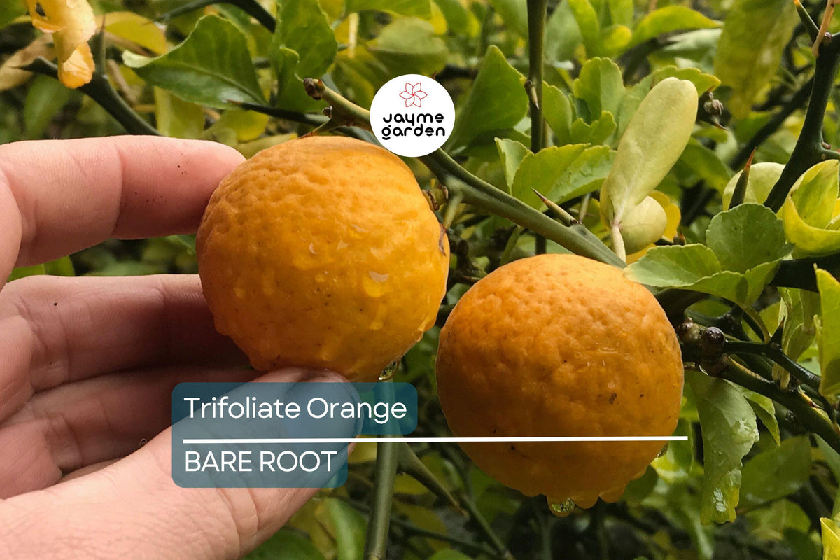 Trifoliate Orange Bare Root Plants (15) - Hardy Citrus Rootstock for Grafting (Poncirus trifoliata) - Cold-Hardy, Disease-Resistant