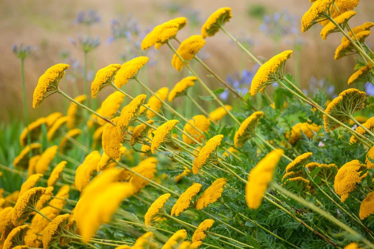 Live Yarrow Plant in 1 Pint Pot, Moonshine Achillea, Yellow Blooms, Drought Tolerant, Pollinator Friendly, Zones 3–9