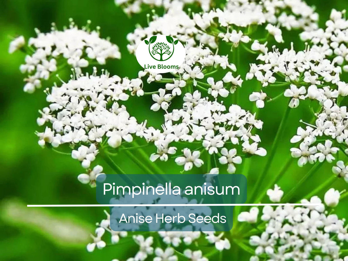Anise Seeds 250 mg - Pimpinella anisum - Aromatic Spice for Cooking, Teas, and Herb Gardens - Licorice Flavor