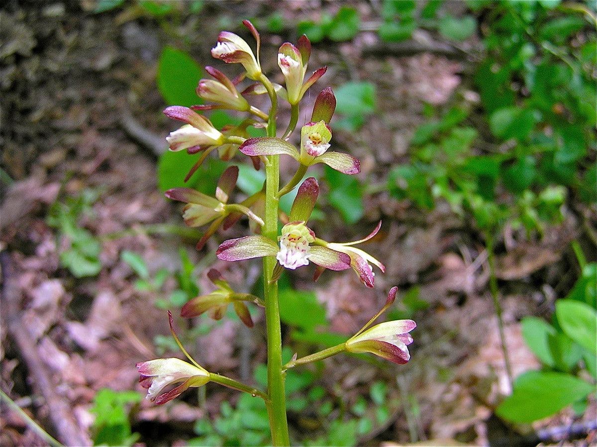 Adam & Eva Orchids - 2 Bare-Root Putty Root Bulbs - Aplectrum hyemale - Native Winter Wildflower for Shade Gardens