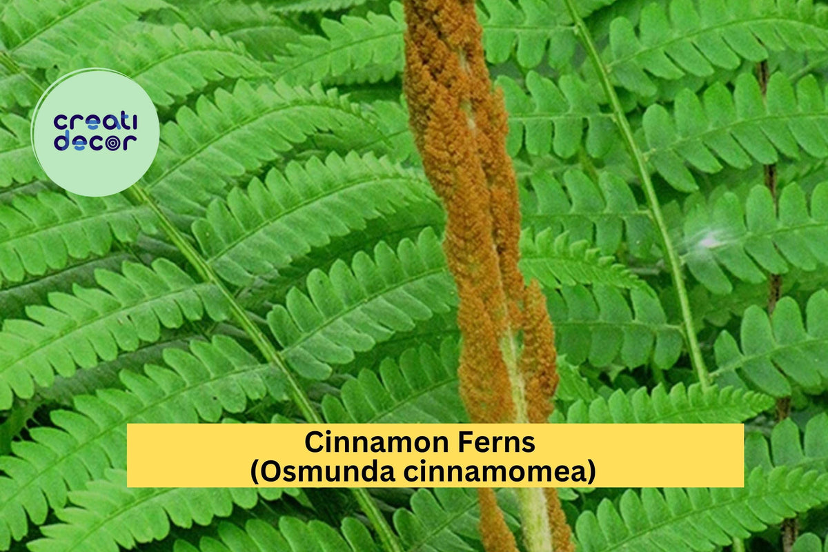Cinnamon Fern Bare Root 3-Pack, Hardy Perennial Osmunda cinnamomea, Green Foliage, Ideal for Shade Gardens, Moist Soil