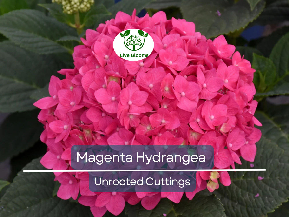 Heirloom Magenta Hydrangea Cuttings - 6" Unrooted - Hydrangea macrophylla - Fresh 6 Live Cuttings for Easy Gardening