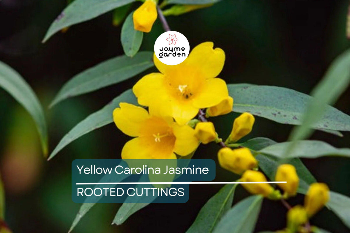 Yellow Carolina Jasmine Live Plants (6) - 8-10" Rooted Vines, Climbing Flowering Vine, Gelsemium sempervirens, Vibrant Yellow Flowers