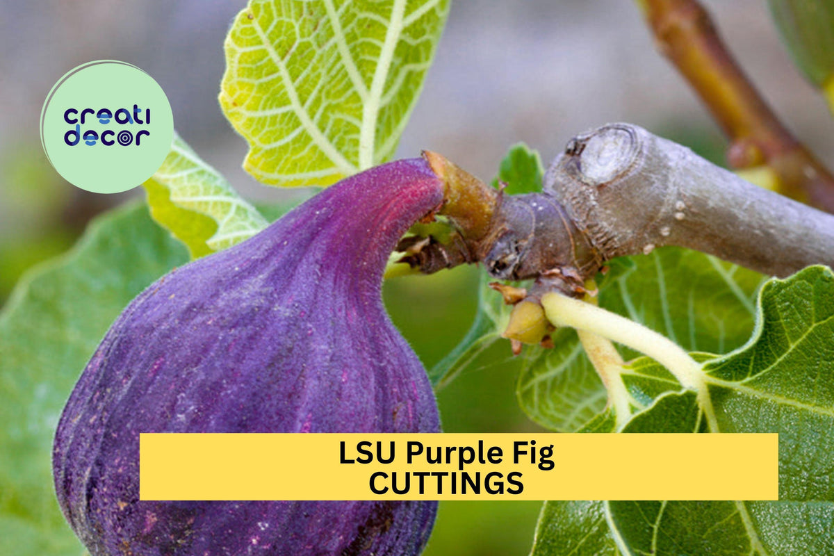 5 LSU Purple Fig Scion Cuttings - Unrooted Hardwood for Grafting - Ficus carica ‘LSU Purple’ - Sweet Fig Variety, USA