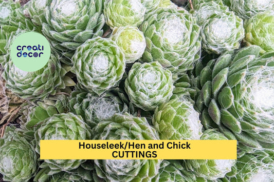 10 Baby Sempervivum Succulents | Mixed Hens & Chicks Varieties | Hardy Live Plants | Sempervivum spp. | 1" Size for Rock Gardens