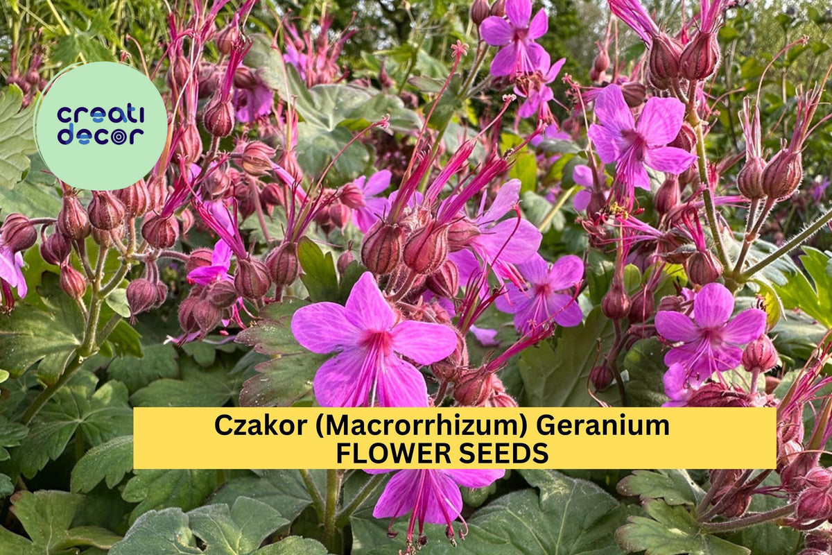 Czakor Geranium Seeds 25+ Pack - Drought-Tolerant Magenta-Pink Groundcover - Geranium macrorrhizum - USA