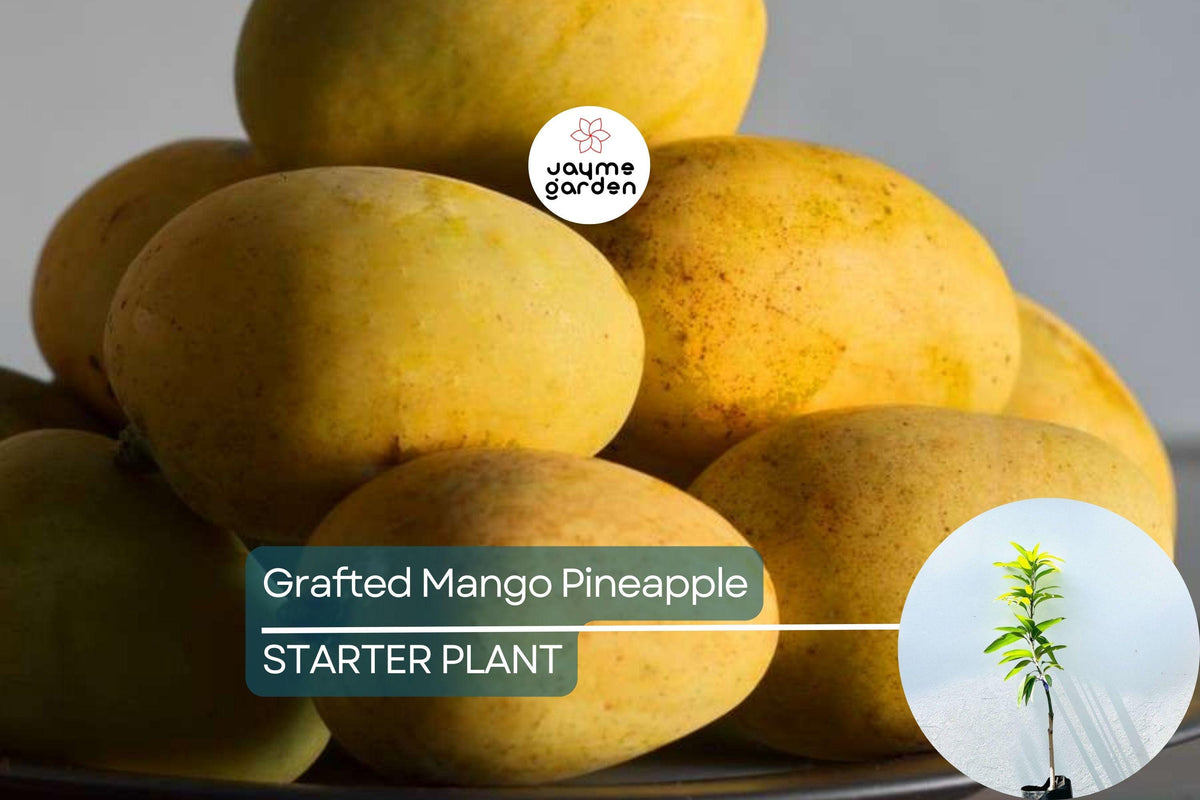 Grafted Mango Pineapple Tree Live Plant 3'-4' | Tropical Flavor, Easy Care | Mangifera indica | Container-Friendly Fruit Tree