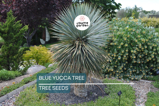 10 Blue Yucca Tree Seeds | Rare Cold Hardy Yucca Rigida | Drought-Tolerant Desert Plant | Xeriscaping | Full Sun Gardening
