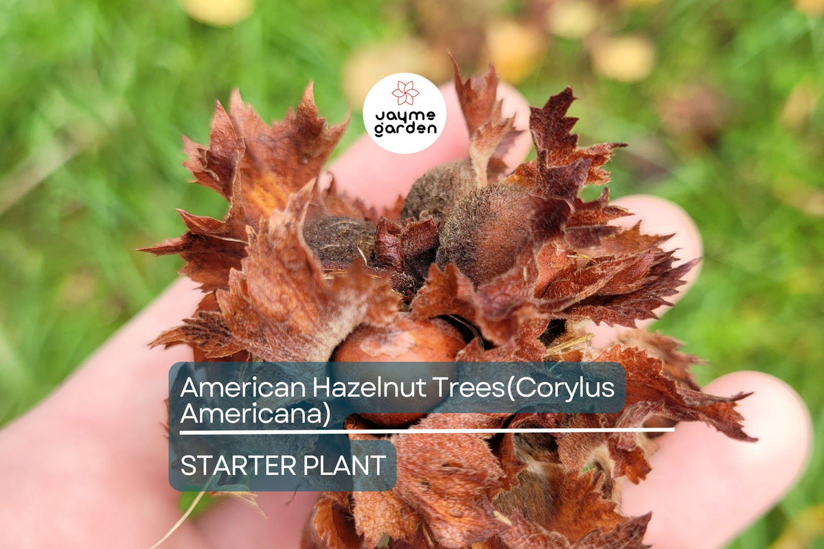 5 American Hazelnut Trees 10–12" Bareroot Nut-Producing (Corylus Americana) for Gardens & Wildlife, USDA Zones 4–9