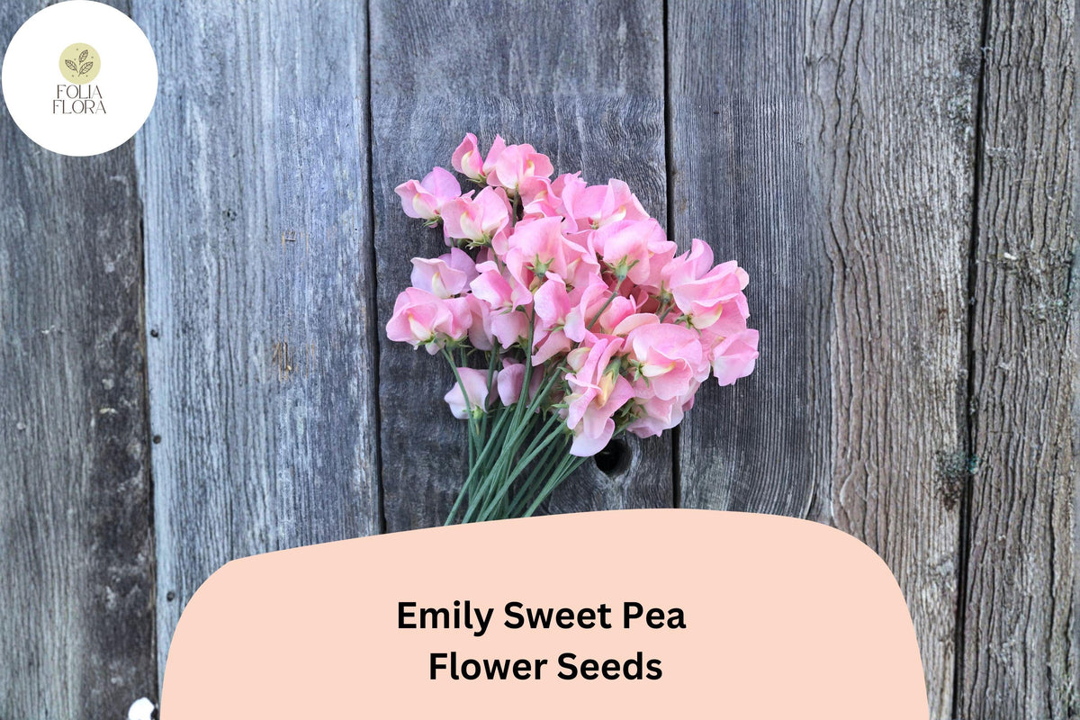 Emily Sweet Pea Seeds | 50+ Soft Pink Blooms | Lathyrus odoratus | Annual Climbing Vine for Gardens and Trellises