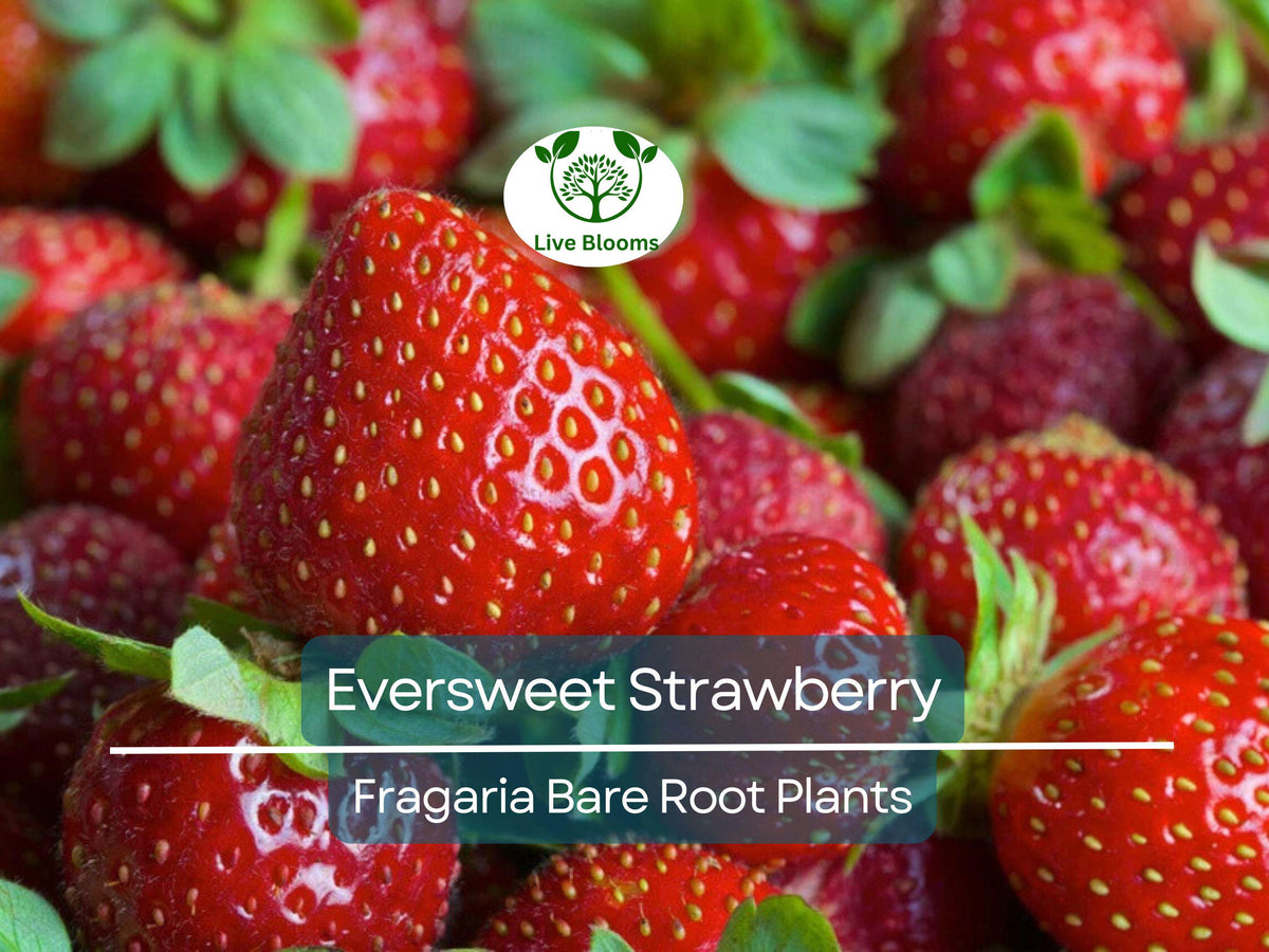 Eversweet Strawberry Plants - 10 Bare Root Everbearing - Sweet Juicy Berries - Fragaria × ananassa 'Eversweet' - Heat Tolerant