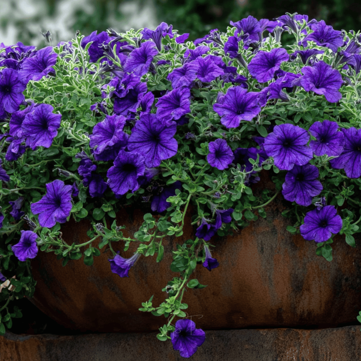 Alderman Blue Petunia Seeds - 100 Count - Vibrant Blue Flower Seeds - Petunia × atkinsiana