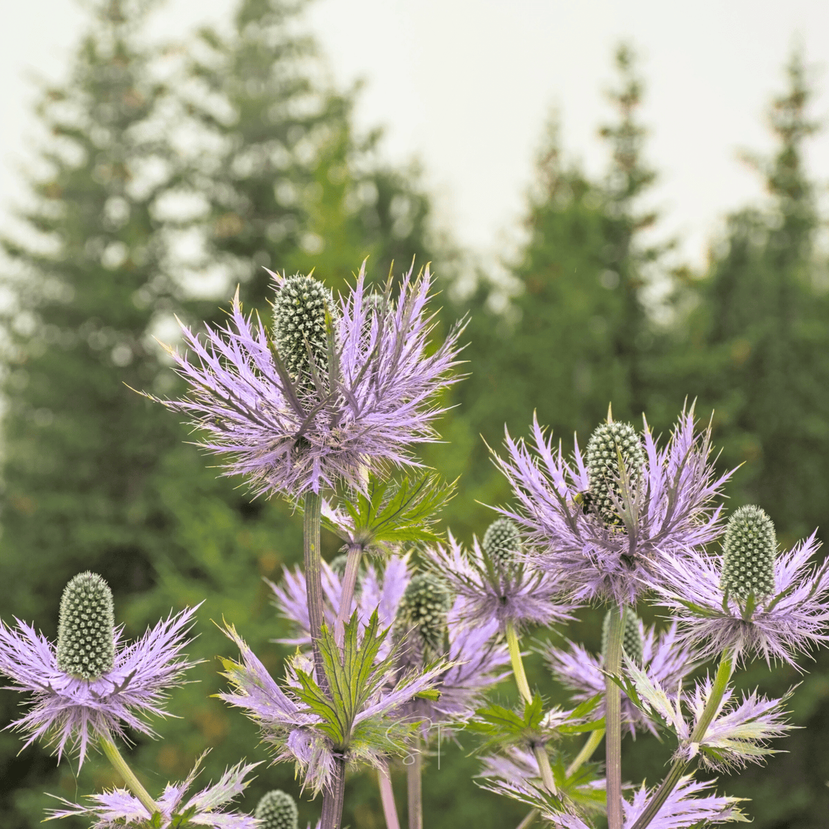 Alpine Sea Holly Seeds - 25 Pack - Eryngium alpinum - Drought Tolerant Perennial for Garden