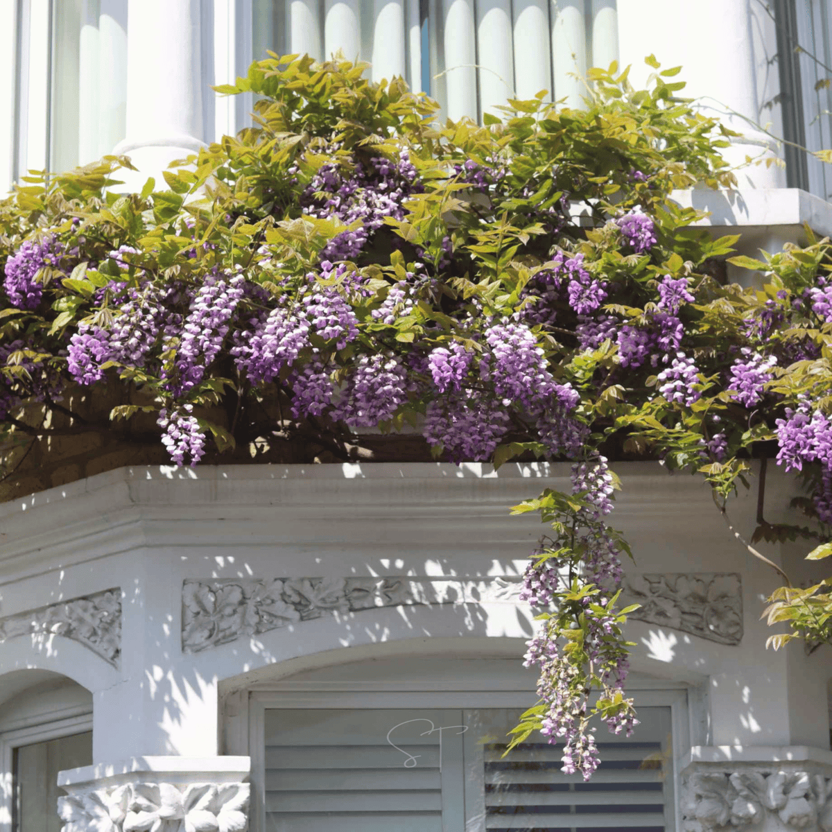 American Wisteria Seeds - 5 Pack - Hardy Vine - Wisteria frutescens