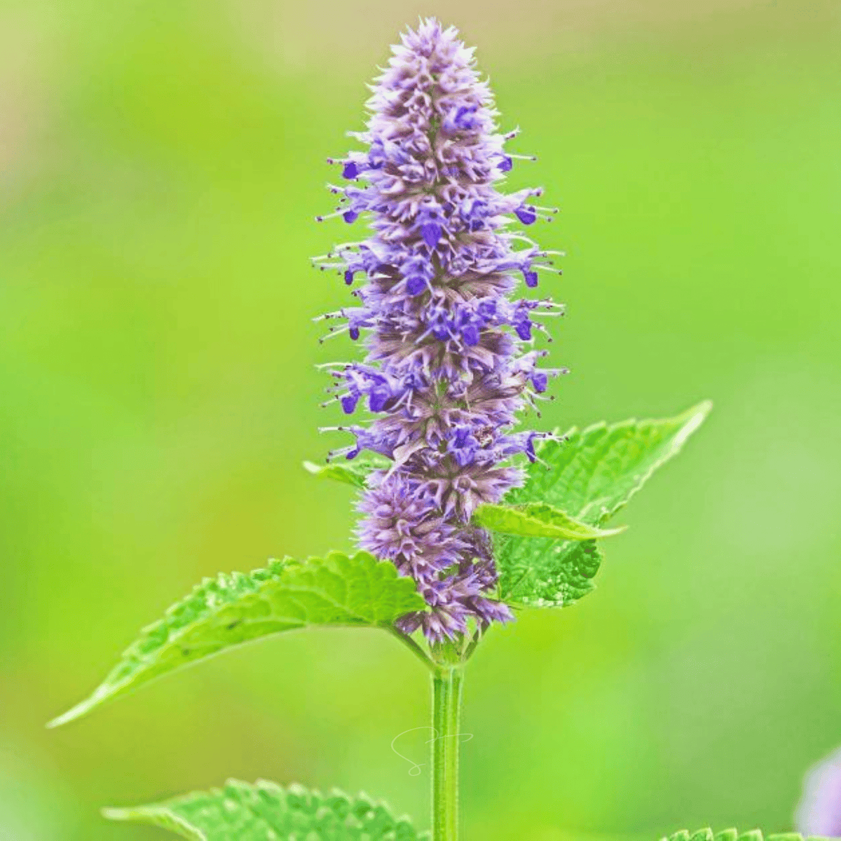 Anise Hyssop Seeds - 200 Count - Agastache foeniculum - Aromatic Herb for Gardens and Herbal Remedies