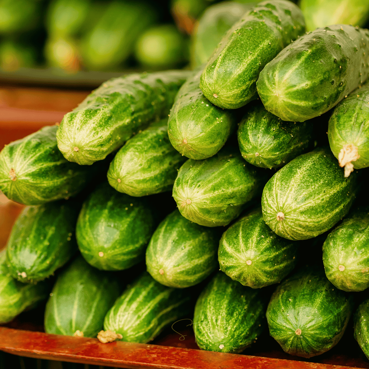 Ashley Cucumber Seeds - 30 Pack - High Yield Vegetable Seeds - Cucumis sativus