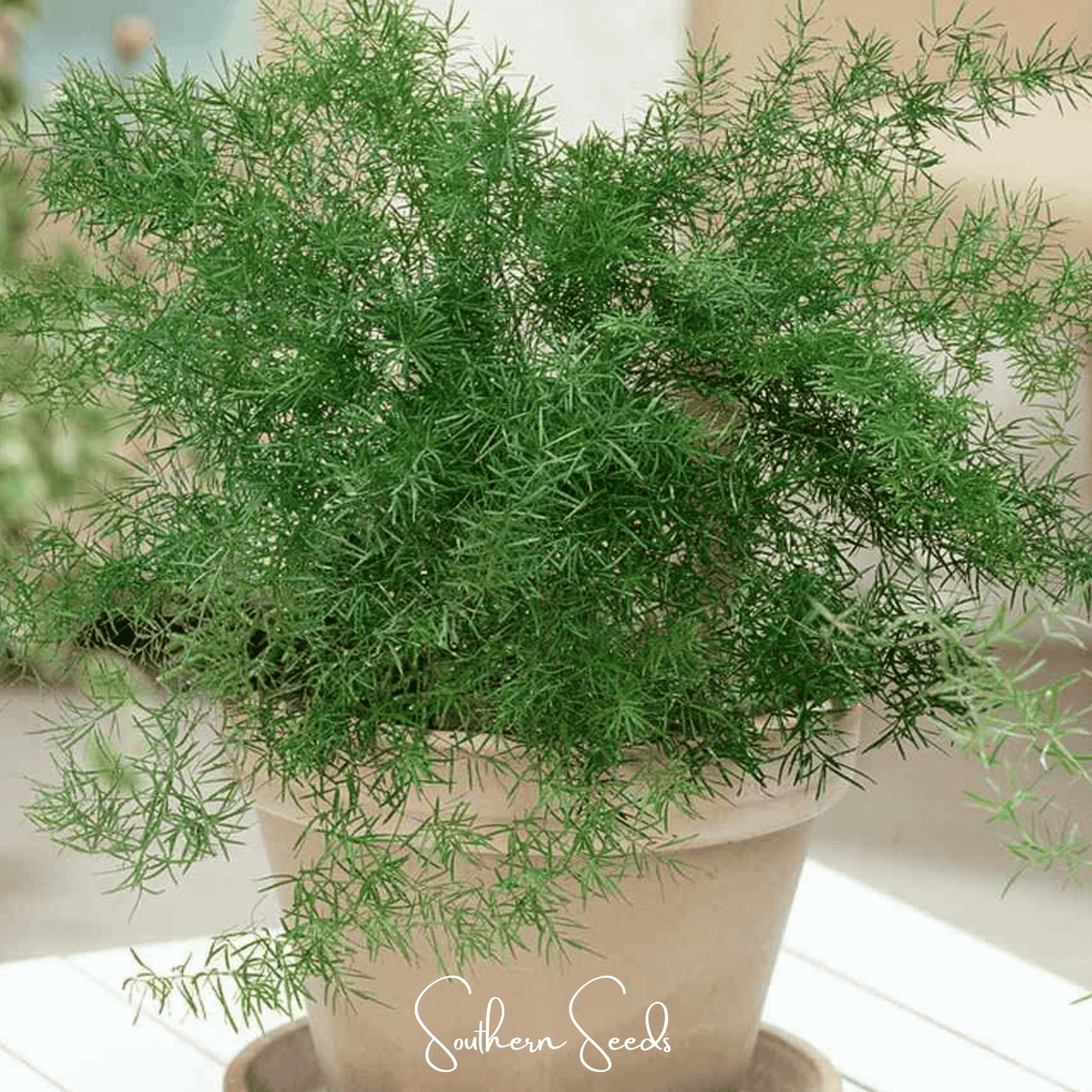 Asparagus Fern Seeds - 15 Seeds - Sprengeri Variety - Asparagus aethiopicus