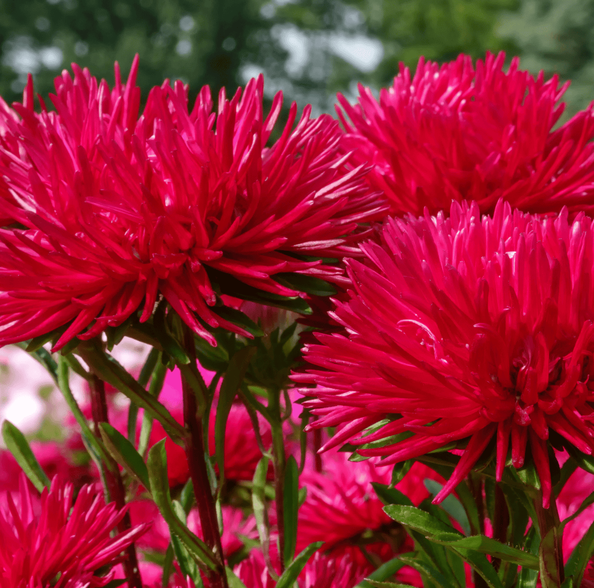 Red Gremlin Aster Seeds - 50 Pack - Vibrant Red Flowers - Aster novae-angliae