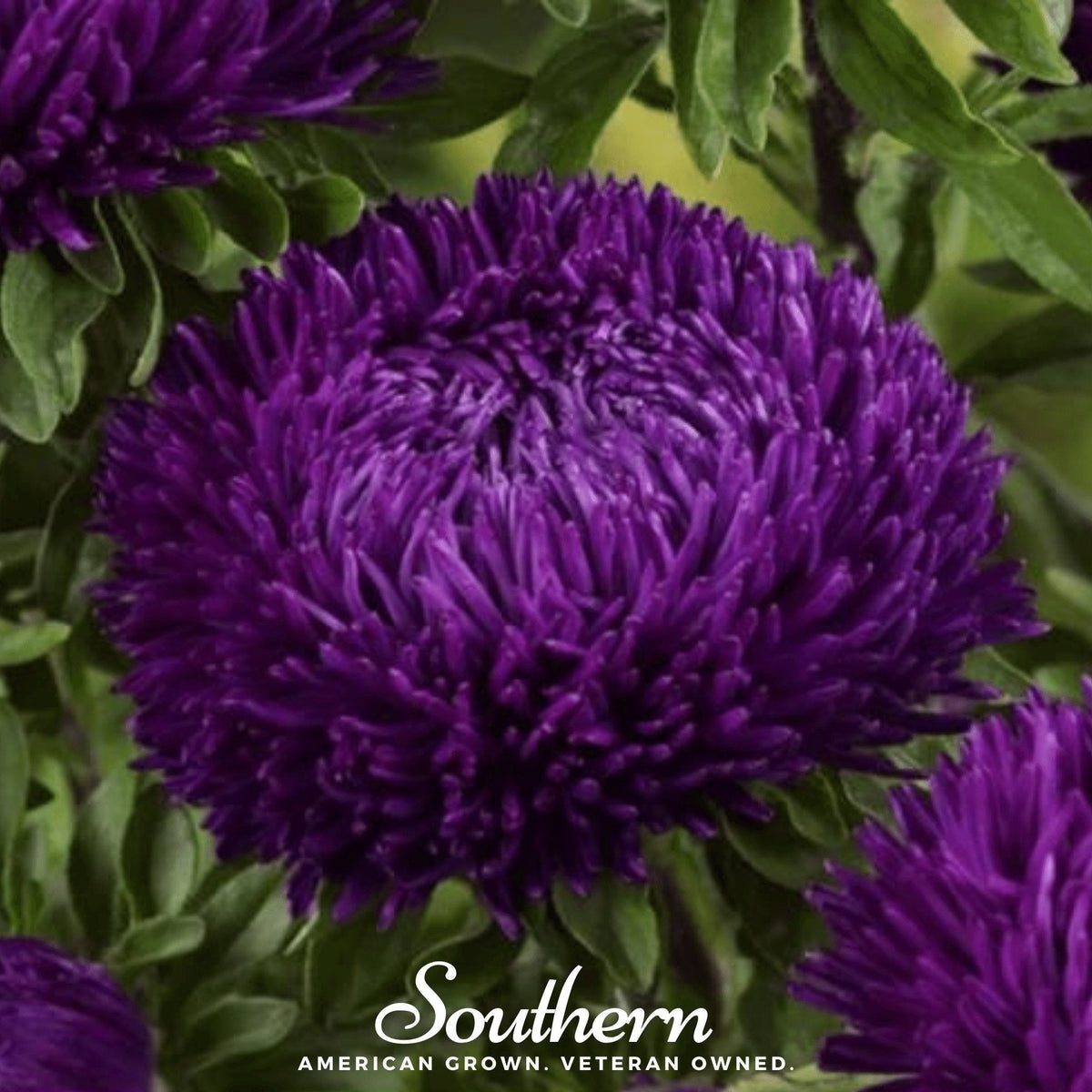 Violet Gremlin Aster Seeds - 50 Pack - Unique Purple Flowering Plant - Aster novi-belgii