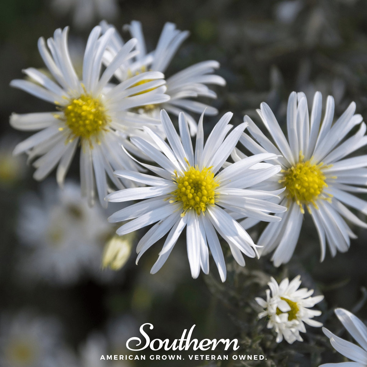 Heath White Aster Seeds - 50 Pack - White Flowering Perennial - Aster ericoides