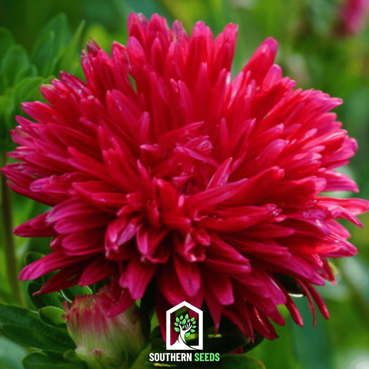 Scarlet Paeony Duchess Aster Seeds - 50 Pack - Vibrant Red Flowers - Aster novi-belgii