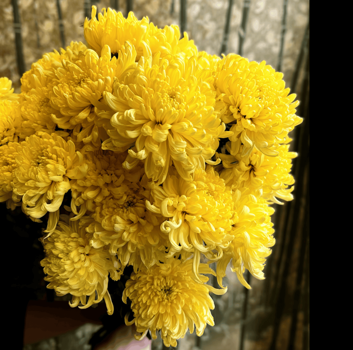 Yellow Paeony Duchess Aster Seeds - 50 Count - Aster amellus - Bright Yellow Flowers for Gardens and Bouquets