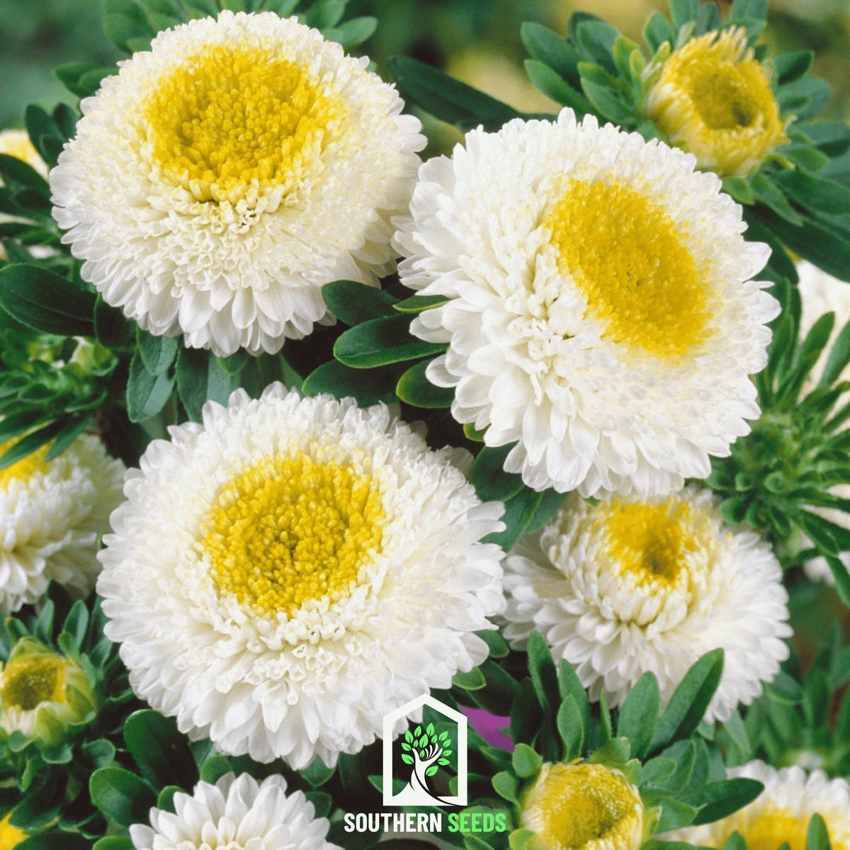 White Pompon Aster Seeds - 50 Pack - Aster novae-angliae - Garden Flower Seeds for Vibrant White Blooms