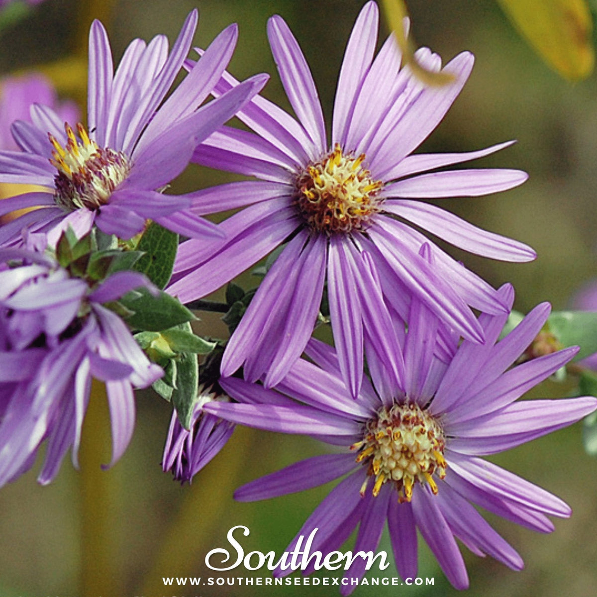 Silky Aster Seeds - 25 Pack - Wildflower Variety - Symphyotrichum sericeum
