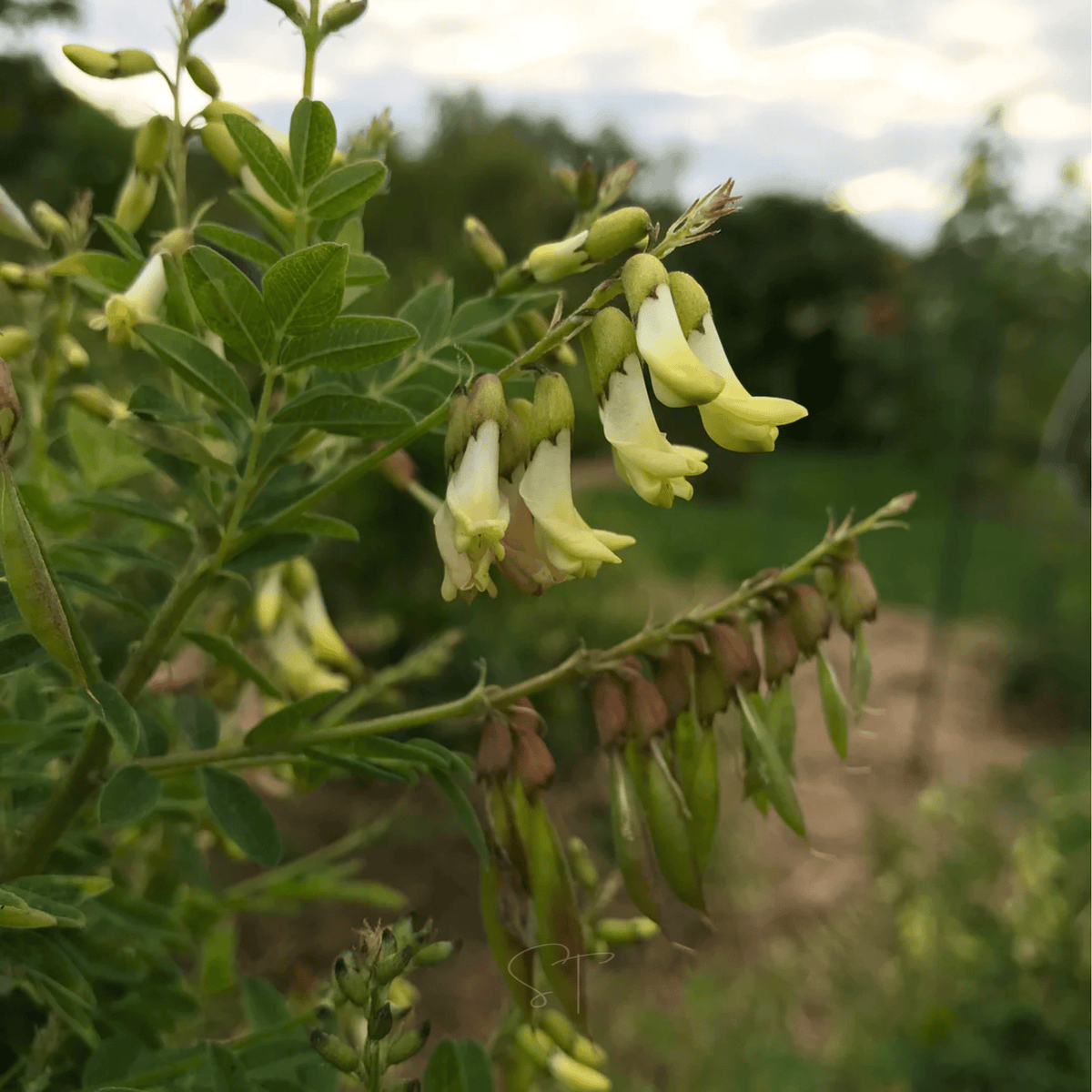 Astragalus Seeds - Huang Qi - 25 Pack - Medicinal Herb - Astragalus membranaceus