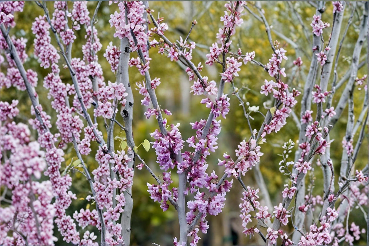 Eastern Redbud Live Plants 2ft Tall Pink Purple Flowering Tree Cercis canadensis - Ornamental Deciduous Tree for Gardens